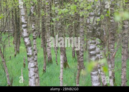 Birkenwald, Birken-Wald, Hänge-Birke, Birke, Sand-Birke, Hängebirge, Sandbirke, Weißbirke, Birkenstamm, Birkenstämme, Stamm, Stämme, Rinde, Borke, Bet Stockfoto