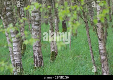 Birkenwald, Birken-Wald, Hänge-Birke, Birke, Sand-Birke, Hängebirge, Sandbirke, Weißbirke, Birkenstamm, Birkenstämme, Stamm, Stämme, Rinde, Borke, Bet Stockfoto