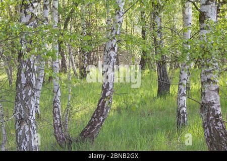 Birkenwald, Birken-Wald, Hänge-Birke, Birke, Sand-Birke, Hängebirge, Sandbirke, Weißbirke, Birkenstamm, Birkenstämme, Stamm, Stämme, Rinde, Borke, Bet Stockfoto