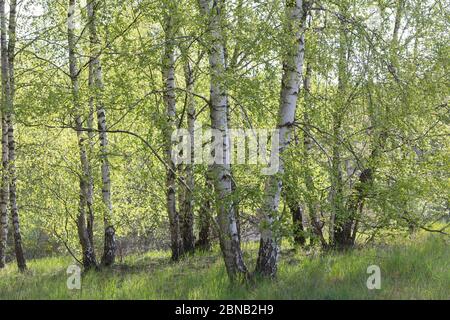 Birkenwald, Birken-Wald, Hänge-Birke, Birke, Sand-Birke, Hängebirge, Sandbirke, Weißbirke, Birkenstamm, Birkenstämme, Stamm, Stämme, Rinde, Borke, Bet Stockfoto