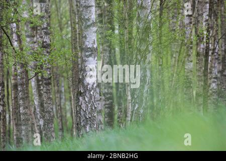 Birkenwald, Birken-Wald, Hänge-Birke, Birke, Sand-Birke, Hängebirge, Sandbirke, Weißbirke, Birkenstamm, Birkenstämme, Stamm, Stämme, Rinde, Borke, Bet Stockfoto