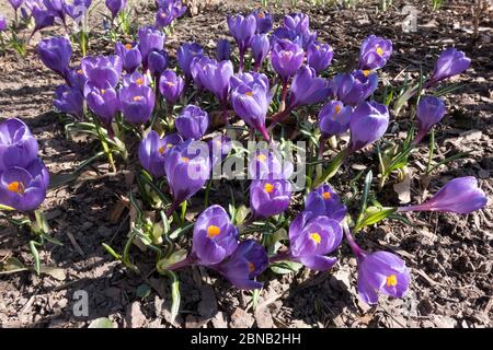 Viele Krokusse auf trockenem Boden im Park Stockfoto