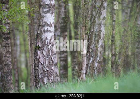 Birkenwald, Birken-Wald, Hänge-Birke, Birke, Sand-Birke, Hängebirge, Sandbirke, Weißbirke, Birkenstamm, Birkenstämme, Stamm, Stämme, Rinde, Borke, Bet Stockfoto