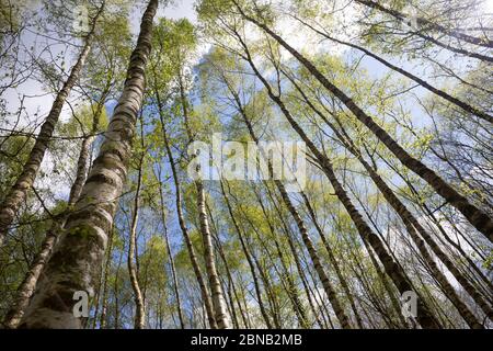 Birkenwald, Birken-Wald, Hänge-Birke, Birke, Sand-Birke, Hängebirge, Sandbirke, Weißbirke, Birkenstamm, Birkenstämme, Stamm, Stämme, Rinde, Borke, Bet Stockfoto