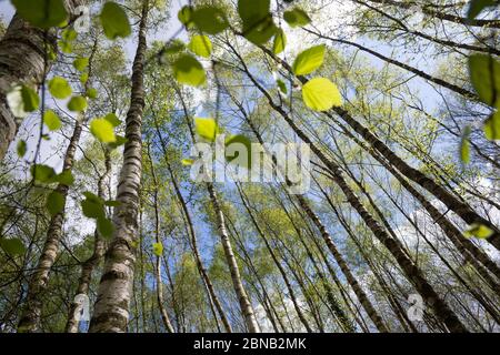 Birkenwald, Birken-Wald, Hänge-Birke, Birke, Sand-Birke, Hängebirge, Sandbirke, Weißbirke, Birkenstamm, Birkenstämme, Stamm, Stämme, Rinde, Borke, Bet Stockfoto