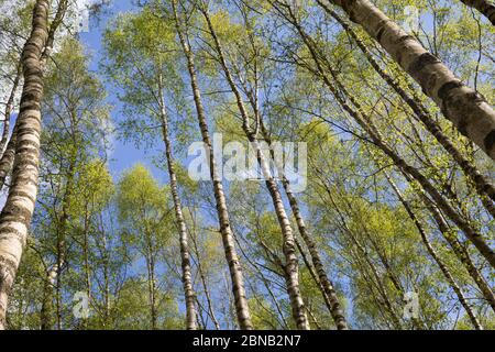 Birkenwald, Birken-Wald, Hänge-Birke, Birke, Sand-Birke, Hängebirge, Sandbirke, Weißbirke, Birkenstamm, Birkenstämme, Stamm, Stämme, Rinde, Borke, Bet Stockfoto