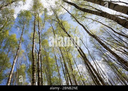 Birkenwald, Birken-Wald, Hänge-Birke, Birke, Sand-Birke, Hängebirge, Sandbirke, Weißbirke, Birkenstamm, Birkenstämme, Stamm, Stämme, Rinde, Borke, Bet Stockfoto