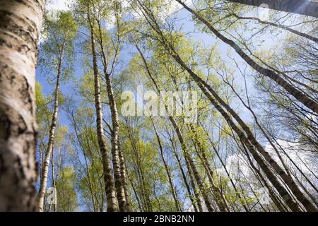 Birkenwald, Birken-Wald, Hänge-Birke, Birke, Sand-Birke, Hängebirge, Sandbirke, Weißbirke, Birkenstamm, Birkenstämme, Stamm, Stämme, Rinde, Borke, Bet Stockfoto