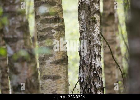 Birkenwald, Birken-Wald, Hänge-Birke, Birke, Sand-Birke, Hängebirge, Sandbirke, Weißbirke, Birkenstamm, Birkenstämme, Stamm, Stämme, Rinde, Borke, Bet Stockfoto