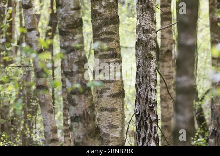 Birkenwald, Birken-Wald, Hänge-Birke, Birke, Sand-Birke, Hängebirge, Sandbirke, Weißbirke, Birkenstamm, Birkenstämme, Stamm, Stämme, Rinde, Borke, Bet Stockfoto