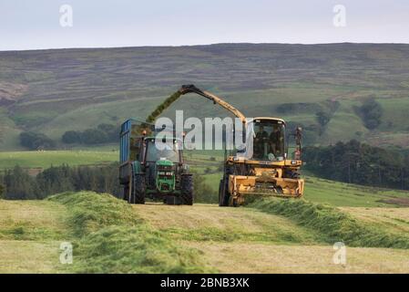 Landwirtschaftliche Lohnunternehmer, die eine New Holland FX375 selbstfahrende Erntemaschinen Silage auf einem Lancashire Milchviehbetrieb, Großbritannien Stockfoto