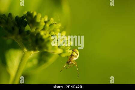 Nahaufnahme einer Spinne auf der Pflanze Stockfoto