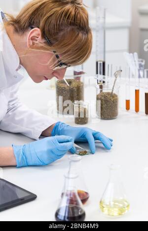 Wissenschaftlerin hält Marihuanasamen mit Pinzette und schaut genau hin. Marihuanasamen sind im Hintergrund gestapelt und CBD-Öle sind vorne. Gesundheit Stockfoto