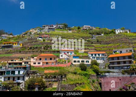 Blick auf die Hanggrundstücke in der Nähe von Cabo Girão, Camara de Lobos, Madeira, Portugal, Europa Stockfoto