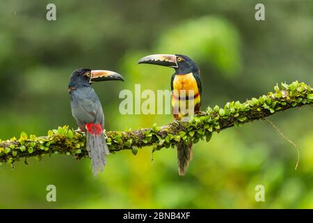 Zwei Halsared Aracaris thront auf einem Ast und schauen sich gegenseitig an Stockfoto