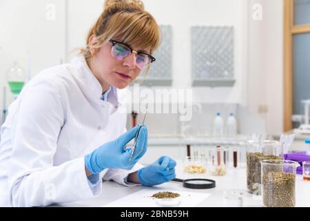 Wissenschaftlerin hält Marihuanasamen mit Pinzette und schaut genau hin. Marihuanasamen sind im Hintergrund gestapelt und CBD-Öle sind vorne. Gesundheit Stockfoto