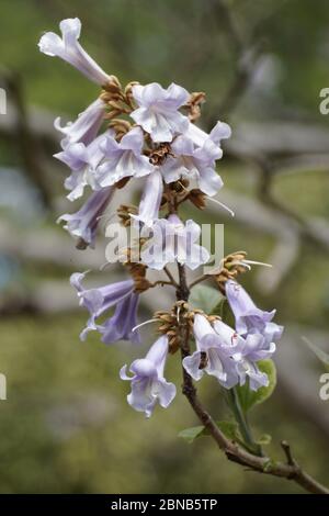 Fingerhut Baum (Paulownia Tomentosa) Stockfoto