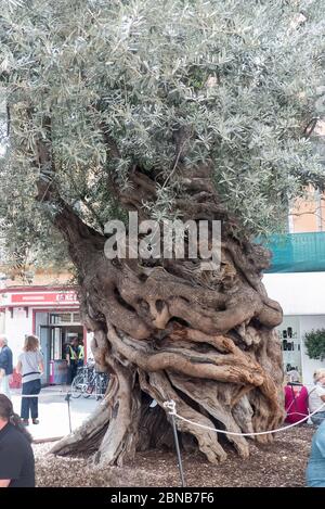 Mallorca 2018: Der 800 Jahre alte Olivenbaum in Palmas Plaça de Cort Stockfoto