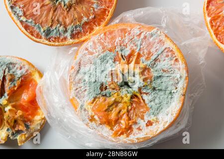 Hässliche Schimmel auf Orange in Zellophan-Verpackung auf grau. Unsachgemäße Lagerung von Lebensmitteln. Nahaufnahme. Stockfoto