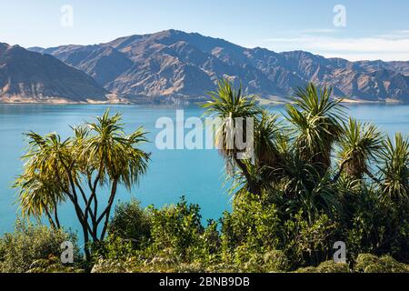 Kohlbäume am Lake Hawea, Otago, South Island, Neuseeland Stockfoto