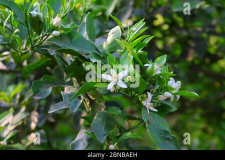 Weiße Blüten blühen im Herbst auf einem Zweig der Zitrone Stockfoto