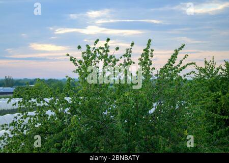 Pflanzen wachsen in einer üppigen grünen Frühling landwirtschaftlichen Landschaft mit grünen Bäumen Stockfoto
