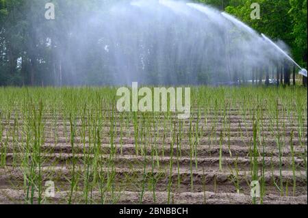 Wasser Bewässerung von Feldern mit weißen Spargelpflanzen, Farnentwicklung ist Frühsommer Stockfoto