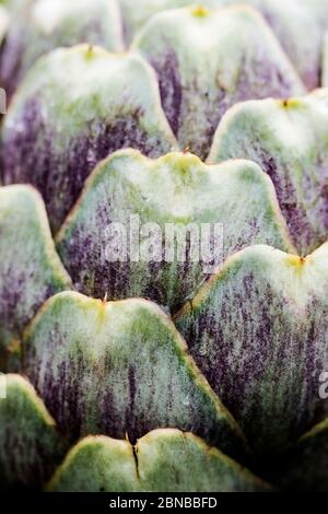 Eine Nahaufnahme einer Cardoon-Pflanze Blütenknospe vor dem Blühen Cynara cardunculus. Stockfoto