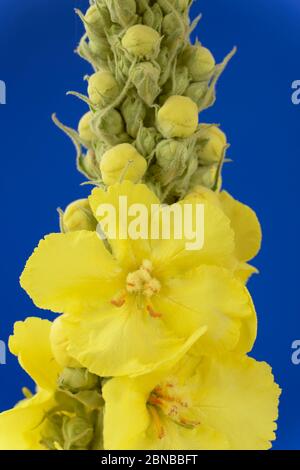 Verbascum × hybridum Mülein Juni Stockfoto