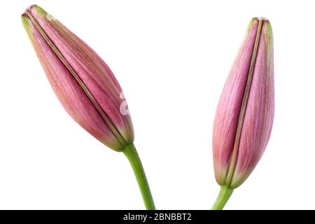 Lilium Asiatische Lilie Blütenknospen Juni Stockfoto