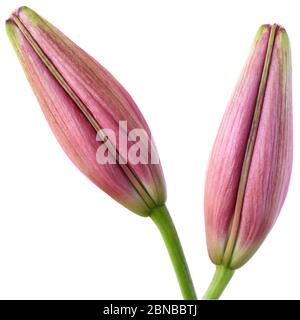 Lilium Asiatische Lilie Blütenknospen Juni Stockfoto