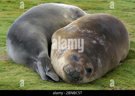 Südliche Elefantenrobbe (Mirounga leonina), zwei ruhende südliche Elefantenrobben, Antarktis, Suedgeorgien, Fortuna Bay Stockfoto