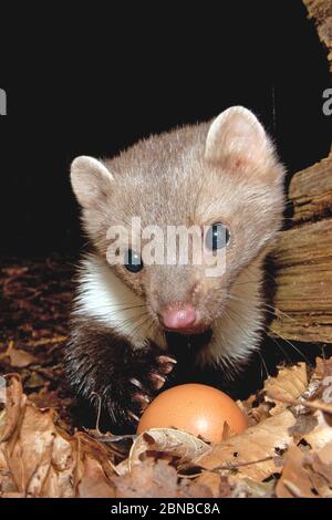 Buchenmarder, Steinmarder, Weißer Einbrustmarder (Martes foina), mit Hühnerei, Deutschland Stockfoto