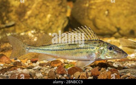 Gestreifte Rüschen, Schraetzer, Donauruffe (Gymnocephalus schraetzer, Gymnocephalus schraetser), Männchen über Kieselsteinen Stockfoto