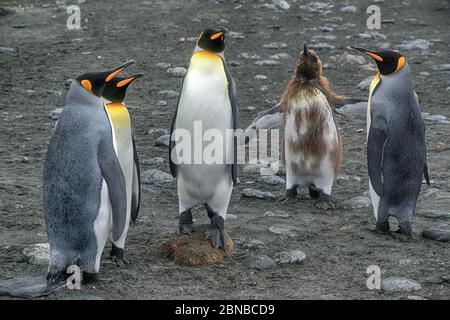 Königspinguin (Aptenodytes patagonicus), vier Erwachsene mit einem Jugendlichen, Antarktis, Suedgeorgien, Cierva Cove, Gold Harbour Stockfoto