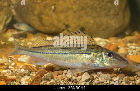 Gestreifte Ruffe, Schraetzer, Donauruffe (Gymnocephalus schraetzer, Gymnocephalus schraetser), auf Kieselsteinen Stockfoto