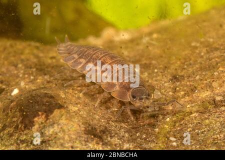 Süßwasserholzhaus, Wasserlaus, Wasserschwanzwanzmaus, Wasserhoglaus (Asellus aquaticus), Fütterung auf Totholz, Deutschland Stockfoto