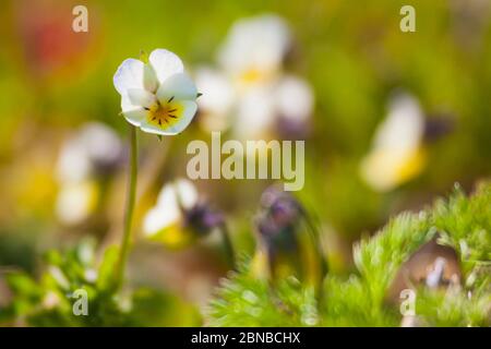 Zuchtpsy, Feldpsy, kleine Wildpsy (Viola arvensis), Einzelblüte, Deutschland, Nordrhein-Westfalen Stockfoto