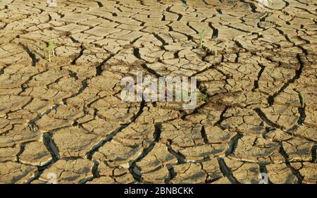 Sehr Dürre Feuchtgebiet, Sumpf und Teich trocknen den Boden rissig Kruste Erde Klimawandel, Oberfläche extreme Hitzewelle verursacht Krise, Umwelt Stockfoto