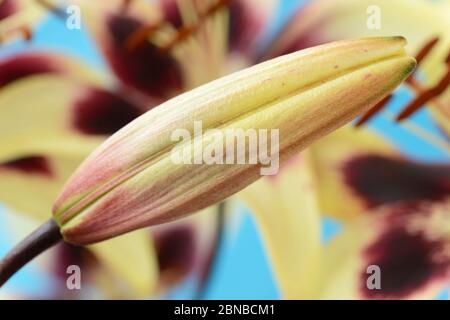 Lilium Asiatische Lilie Blütenknospe Juni Stockfoto