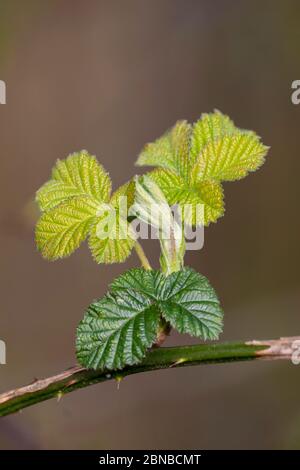 Junge Blätter auf Blackberry im märz, Deutschland Stockfoto