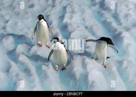 adelie-Pinguin (Pygoscelis adeliae), Gruppe auf einem Eisberg, Antarktis, Cierva Cove Stockfoto