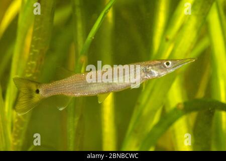 Afrikanische Hechtscharmeln, Hepsetiden (Ctenolucius hujeta), vor Vallisneria gigantea Stockfoto