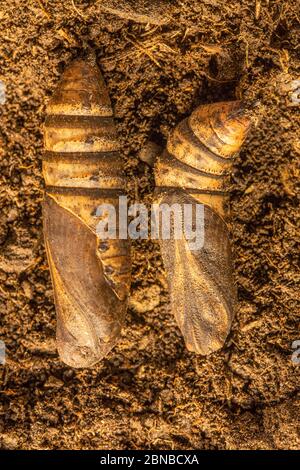 Kleiner Elefantenfalke, kleiner Elefantenfalke (Deilephila porcellus, Pergesa porcellus), puppen, Deutschland, Bayern, Isental Stockfoto