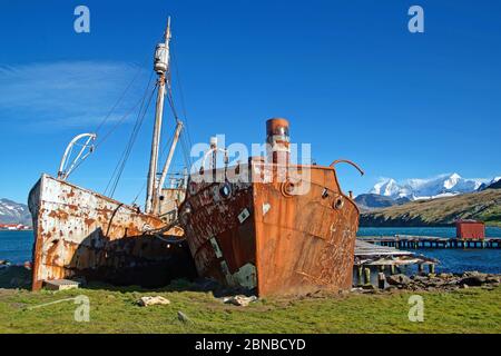 Ehemalige Walfangstation, Antarktis, Suedgeorgien, Grytviken Stockfoto