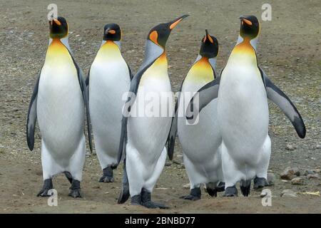 Königspinguin (Aptenodytes patagonicus), Gruppe, Antarktis, Salisbury Plains, Cierva Cove Stockfoto