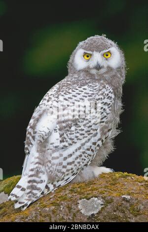 Schneehaule (Strix scandiaca, Nyctea scandiaca, Bubo scandiacus), sitzt auf einem moosigen Stein, Deutschland, Baden-Württemberg Stockfoto