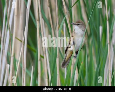 10. Mai 2020, Brandenburg, Kersdorf: Drosselenspelzer (Acrocephalus arundinaceus) ein singvogel der Gattung der Schilfspelzer (Acrocephalus), sitzt im Schilf am Kersdorfer See. Foto: Patrick Pleul/dpa-Zentralbild/ZB Stockfoto