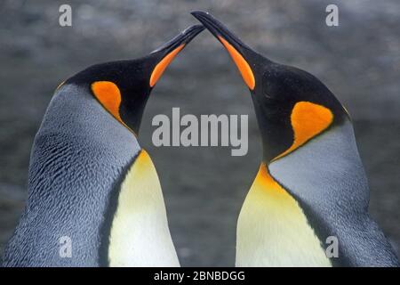 Königspinguin (Aptenodytes patagonicus), Gruß zweier Pinguine, Antarktis, Salisbury Plains, Cierva Cove