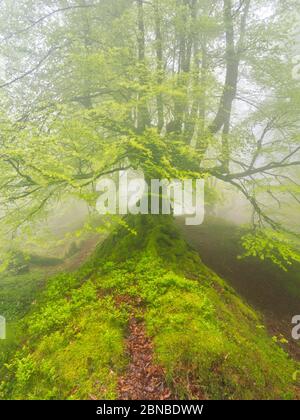 Orozko, Bizkaia/Baskenland; 03. Mai 2014. Ein Buchenwald im Nebel. Gorbeia Naturpark. Stockfoto